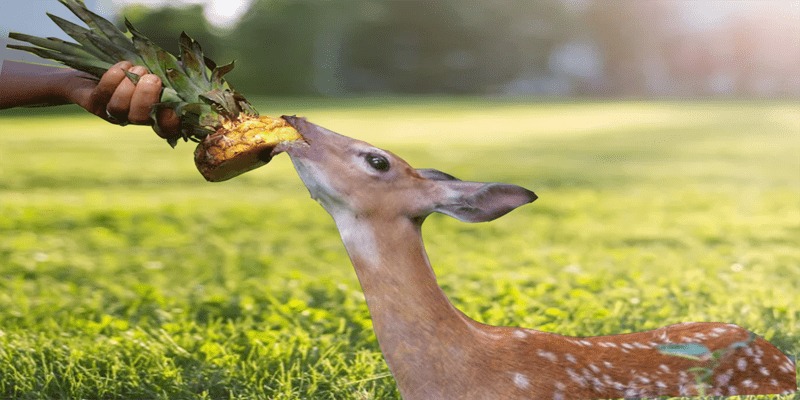 Do Deer Eat Tropical Fruits Like Pineapple?