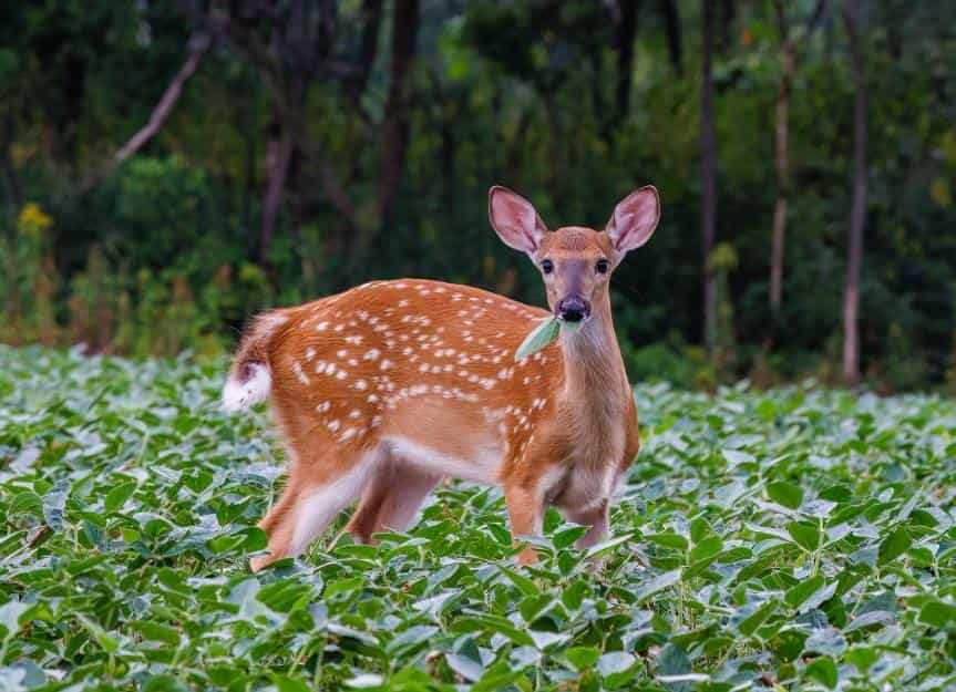 Deer Eating Behavior in the Wild vs. Captivity