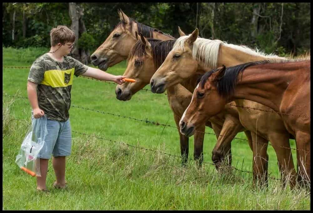 Feeding Treats to Horses - Best Practices!