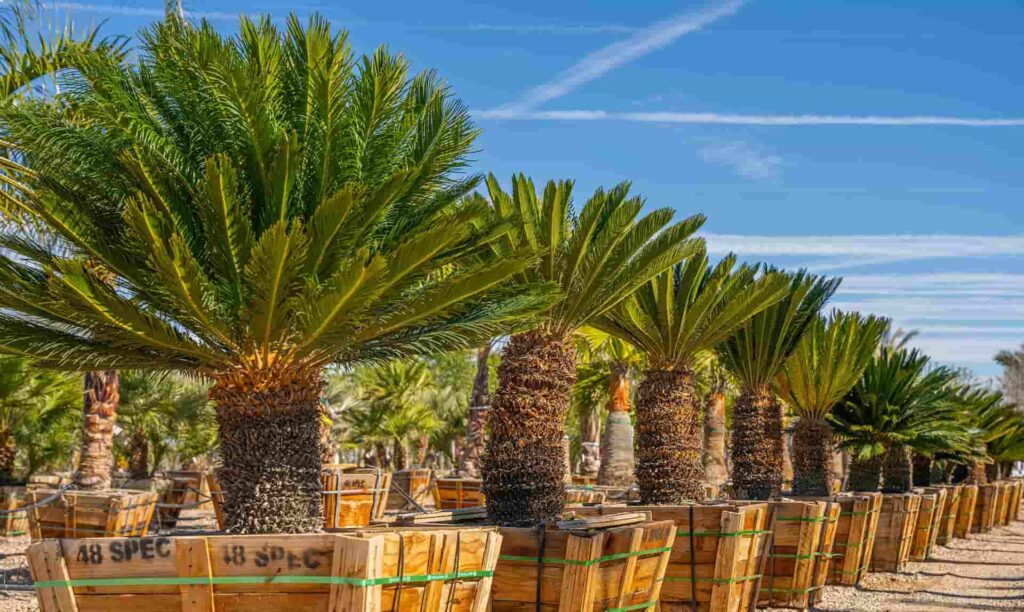 Popular Palm Trees With Pineapple Shaped Trunks