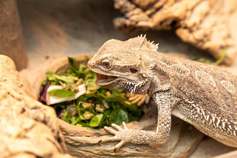 How Much Pineapple Can Bearded Dragons Eat?