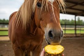 Health Benefits of Pineapple for Horses