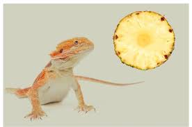 Feeding Pineapple to Bearded Dragons - Best Practices!