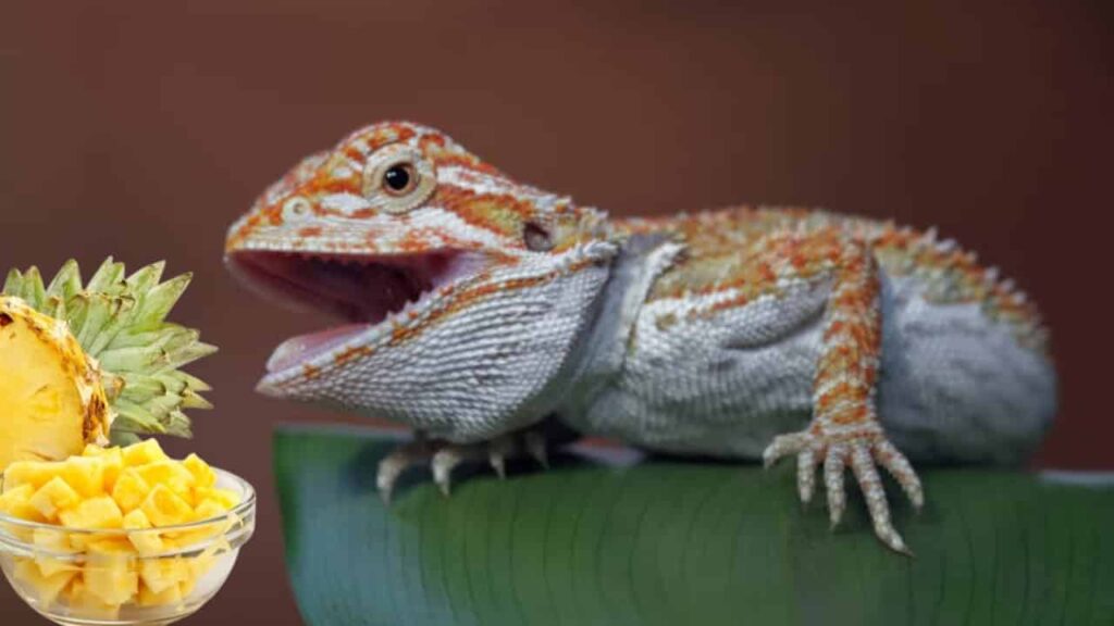 Risks of Feeding Pineapple to Bearded Dragons